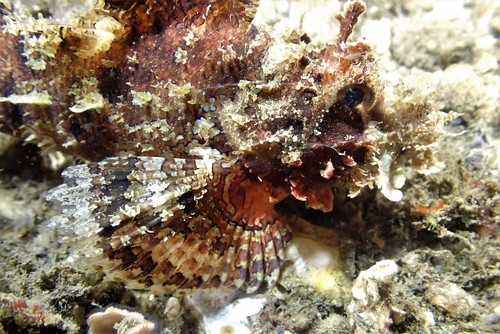 Raggy scorpionfish (Scorpaenopsis venosa) — Scorpaenidae — 4