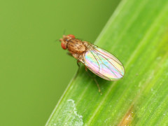 Drosophila busckii