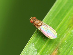 Drosophila busckii