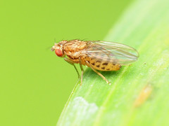 Drosophila busckii