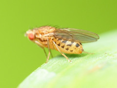 Drosophila busckii