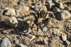 Aphonopelma johnnycashi