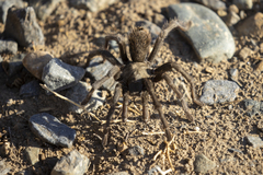 Aphonopelma johnnycashi