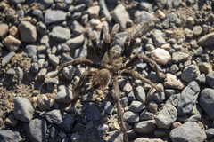 Aphonopelma johnnycashi