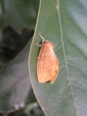 Arna pseudoconspersa