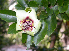 Hibiscus insularis