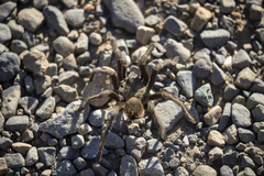 Aphonopelma johnnycashi