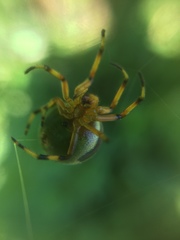 Bijoaraneus komachi