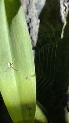 Argiope aetheroides