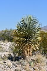 Yucca rostrata