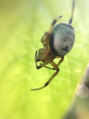 Bijoaraneus komachi