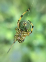 Bijoaraneus komachi