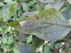 Bijoaraneus komachi