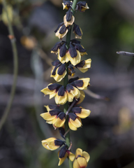 Sphaerolobium medium