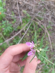 Teucrium bicolor