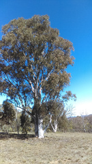 Eucalyptus rossii