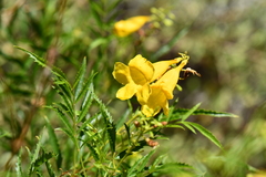 Tecoma stans angustata