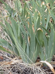 Iris × hybrida
