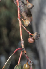 Eucalyptus rossii