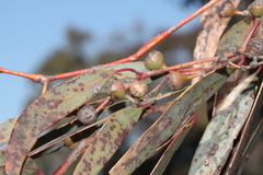 Eucalyptus rossii