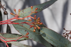 Eucalyptus rossii