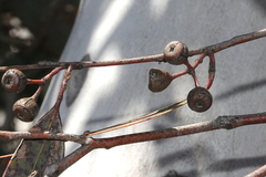 Eucalyptus rossii