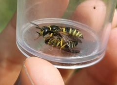 Philanthus solivagus