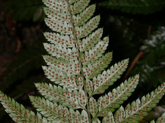 Arachniodes aristata