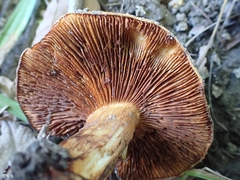Cortinarius caryae