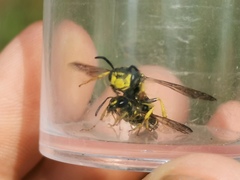 Philanthus solivagus