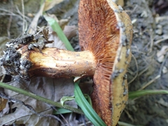 Cortinarius caryae
