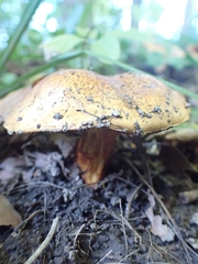Cortinarius caryae