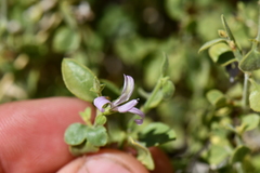 Carlowrightia serpyllifolia