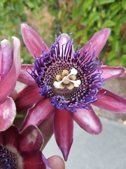 Passiflora phoenicea