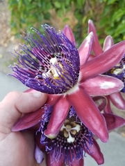 Passiflora phoenicea