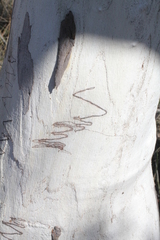 Eucalyptus rossii