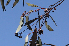 Eucalyptus rossii