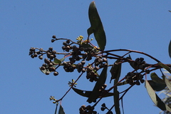 Eucalyptus rossii