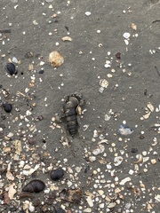 Cerithideopsis californica