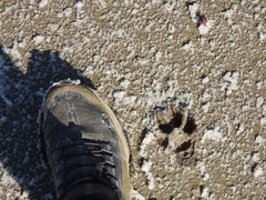 Chrysocyon brachyurus