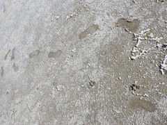 Chrysocyon brachyurus