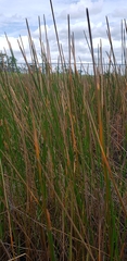 Eleocharis interstincta