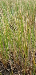 Eleocharis interstincta
