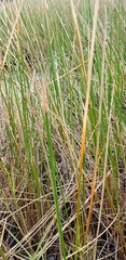 Eleocharis interstincta