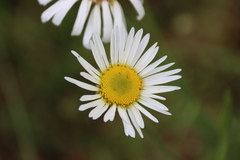 Brachyscome diversifolia
