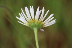 Brachyscome diversifolia