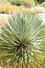 Yucca rostrata