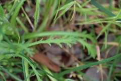 Brachyscome diversifolia