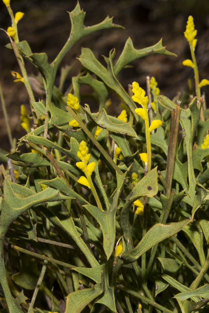 Synaphea spinulosa