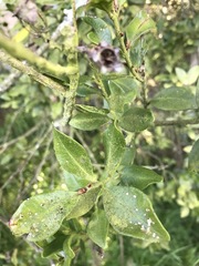 Metrosideros fulgens